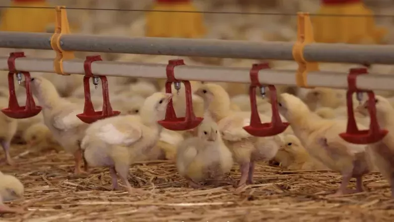 The EAFRD Guarantee, Petros Lisgaras, chicken farmer The EAFRD Guarantee, Petros Lisgaras, chicken farmer