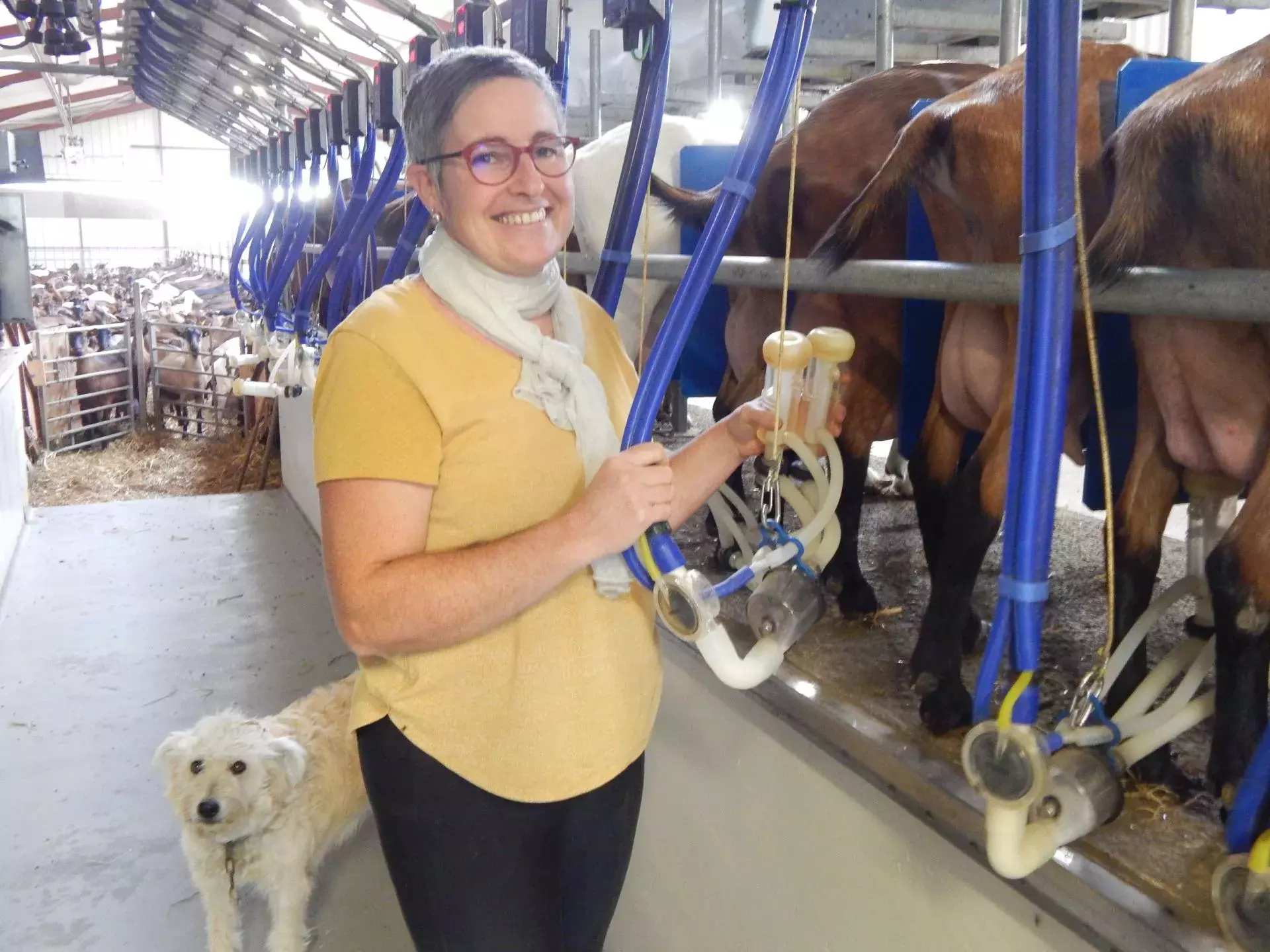 Goat breeding Goat breeding