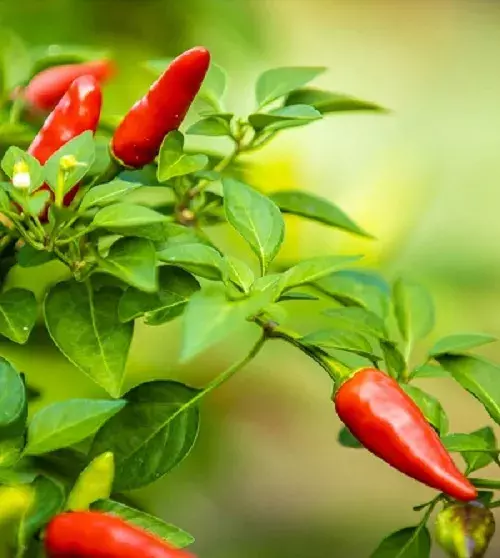 Red chilli plant Red chilli plant