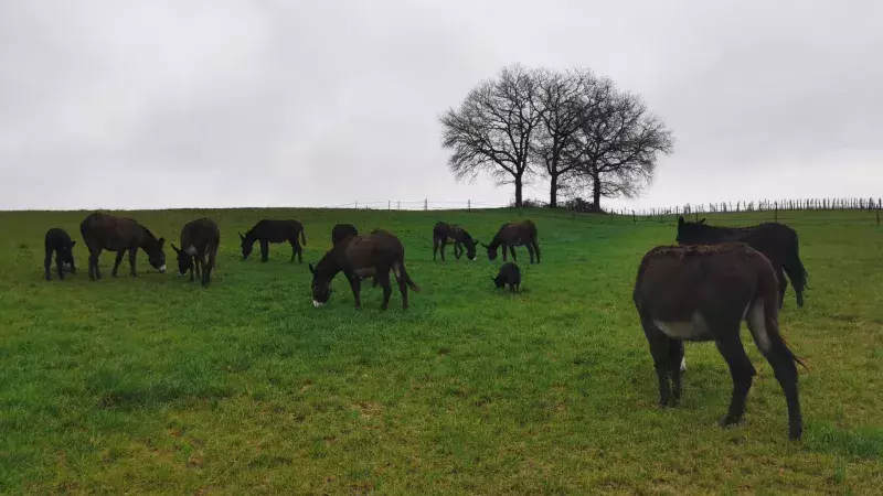 A successful return to the roots HERO A successful return to the roots HERO